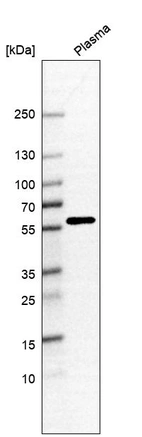 Anti-ANKRD55 Antibody