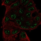 Immunofluorescent staining of human cell line Hep G2 shows localization to nuclear speckles.