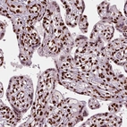 Immunohistochemical staining of human placenta shows strong nuclear positivity in trophoblastic cells.