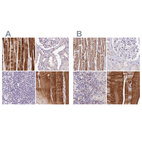 Anti-FAM168B Antibody