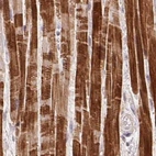Immunohistochemical staining of human heart muscle using Anti-FAM168B antibody HPA061659.