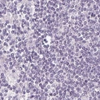 Immunohistochemical staining of human lymph node using Anti-FAM168B antibody HPA061659.