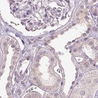 Immunohistochemical staining of human kidney using Anti-FAM168B antibody HPA061659.