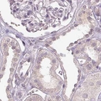 Immunohistochemical staining of human kidney using Anti-FAM168B antibody HPA061659.