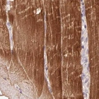 Immunohistochemical staining of human skeletal muscle using Anti-FAM168B antibody HPA061659.