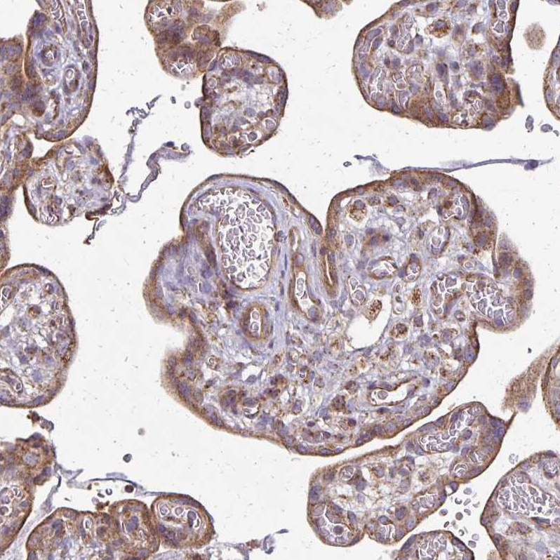 Anti-EIF4EBP2 Antibody