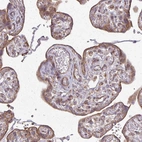 Anti-EIF4EBP2 Antibody