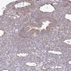 Immunohistochemical staining of human endometrium shows moderate to strong granular cytoplasmic positivity in glandular cells.