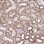 Anti-EIF4EBP2 Antibody