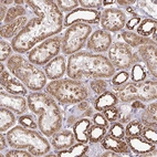 Immunohistochemical staining of human kidney shows moderate to strong granular cytoplasmic positivity in cells in tubules.