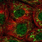 Immunofluorescent staining of human cell line A-431 shows localization to nucleoplasm & mitochondria.