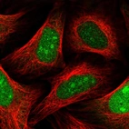 Immunofluorescent staining of human cell line U-2 OS shows localization to nucleus, nucleoli & cytosol.