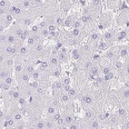 Immunohistochemical staining of human liver using Anti-SYNPR antibody HPA061671.