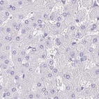 Anti-SYNPR Antibody
