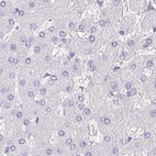 Immunohistochemical staining of human liver using Anti-SYNPR antibody HPA061671.