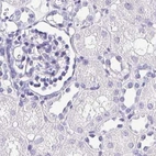 Immunohistochemical staining of human kidney using Anti-SYNPR antibody HPA061671.