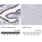 Anti-TPPP3 Antibody