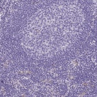 Immunohistochemical staining of human lymph node shows low expression as expected.