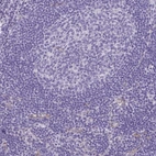 Immunohistochemical staining of human lymph node shows low expression as expected.