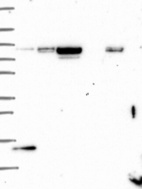 Anti-SLC2A13 Antibody
