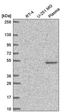 Anti-FAM227B Antibody