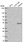 Anti-FAM227B Antibody