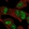 Anti-FAM227B Antibody