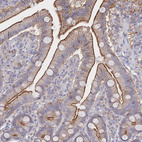 Immunohistochemical staining of human duodenum shows strong membranous positivity in glandular cells.