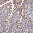 Immunohistochemical staining of human duodenum shows strong membranous positivity in glandular cells.