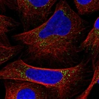 Immunofluorescent staining of human cell line U-2 OS shows localization to vesicles.
