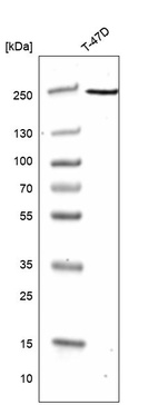 Anti-GREB1 Antibody