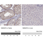 Anti-NMNAT2 Antibody