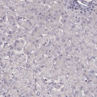 Anti-NMNAT2 Antibody