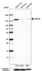 Anti-TRIM24 Antibody