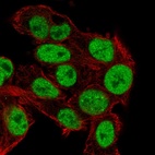 Immunofluorescent staining of human cell line Hep G2 shows localization to nucleoplasm.