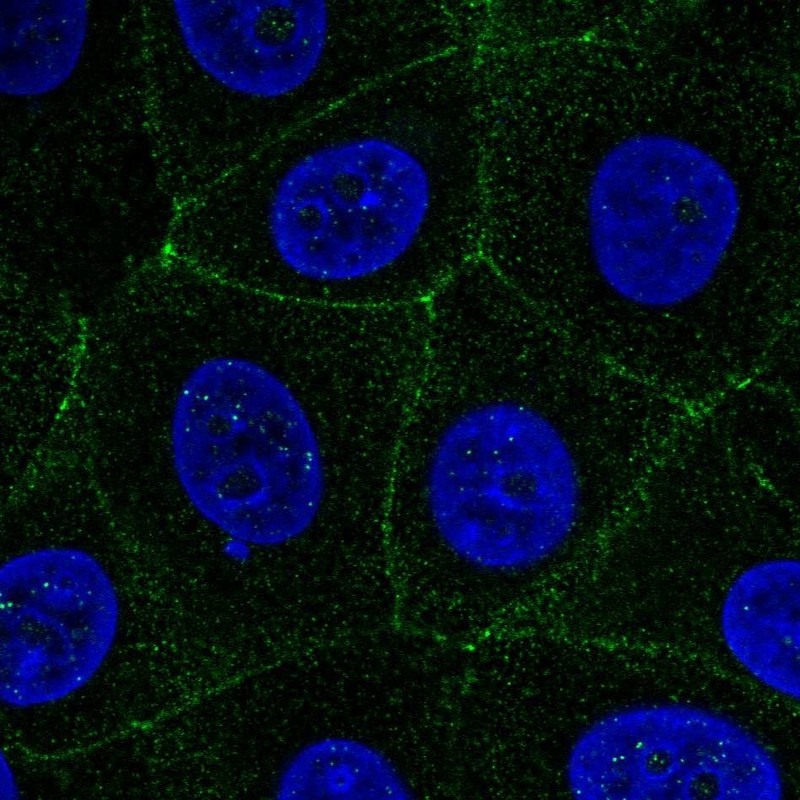 Anti-MARVELD2 Antibody