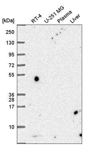 Anti-PCBD1 Antibody