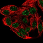 Immunofluorescent staining of human cell line Hep G2 shows localization to nucleoplasm.
