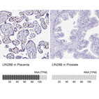 Anti-LIN28B Antibody