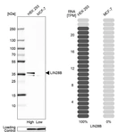 Western blot analysis in human cell line HEK 293 and human cell line MCF-7.