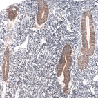 Immunohistochemical staining of human endometrium shows moderate cytoplasmic positivity in glandular cells.