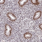 Immunohistochemical staining of human endometrium shows strong nuclear positivity in glandular cells.