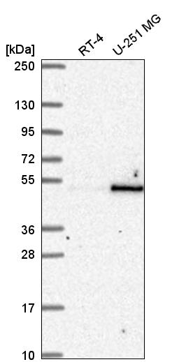 Anti-RBMS1 Antibody
