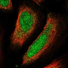 Immunofluorescent staining of human cell line U-2 OS shows localization to nucleus.