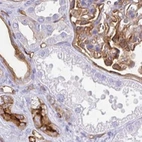 Immunohistochemical staining of human kidney using Anti-ANXA2 antibody HPA061798.