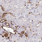 Immunohistochemical staining of human liver using Anti-ANXA2 antibody HPA061798.