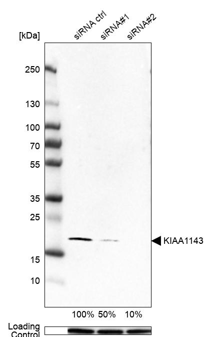 Anti-KIAA1143 Antibody