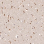 Immunohistochemical staining of human cerebral cortex shows high expression.