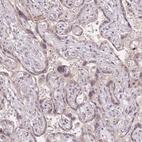 Immunohistochemical staining of human placenta shows low expression as expected.