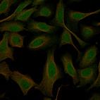 Immunofluorescence staining in U2OS cell line with Anti-GREB1 monoclonal antibody, showing specific staining of nucleoplasm and cytosol in green. Microtubule- and nuclear probes are visualized in red and blue respectively (where available).